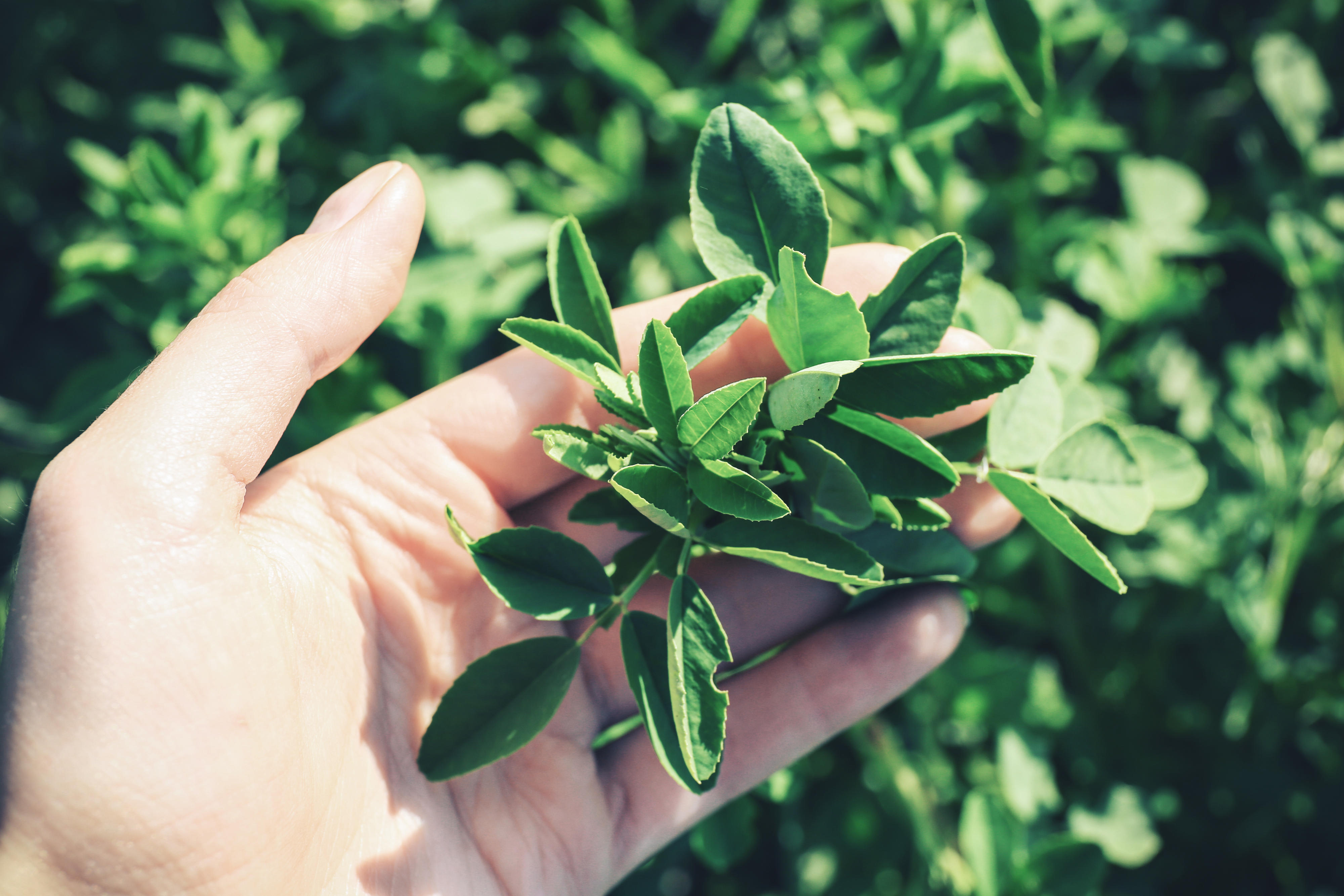 fb_Alfalfa_plants