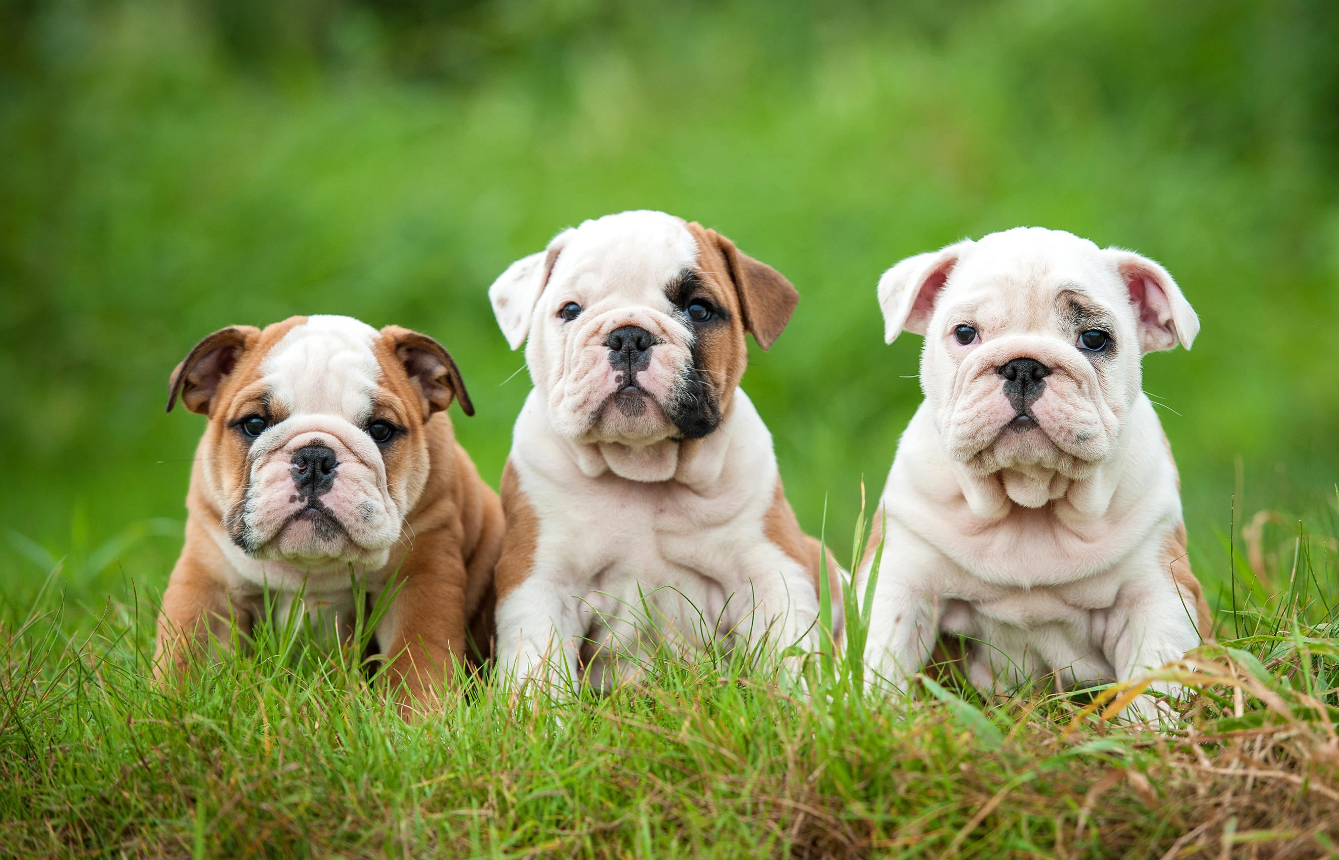 FB_bulldog-puppies_Granfood_feed-and-biofuel