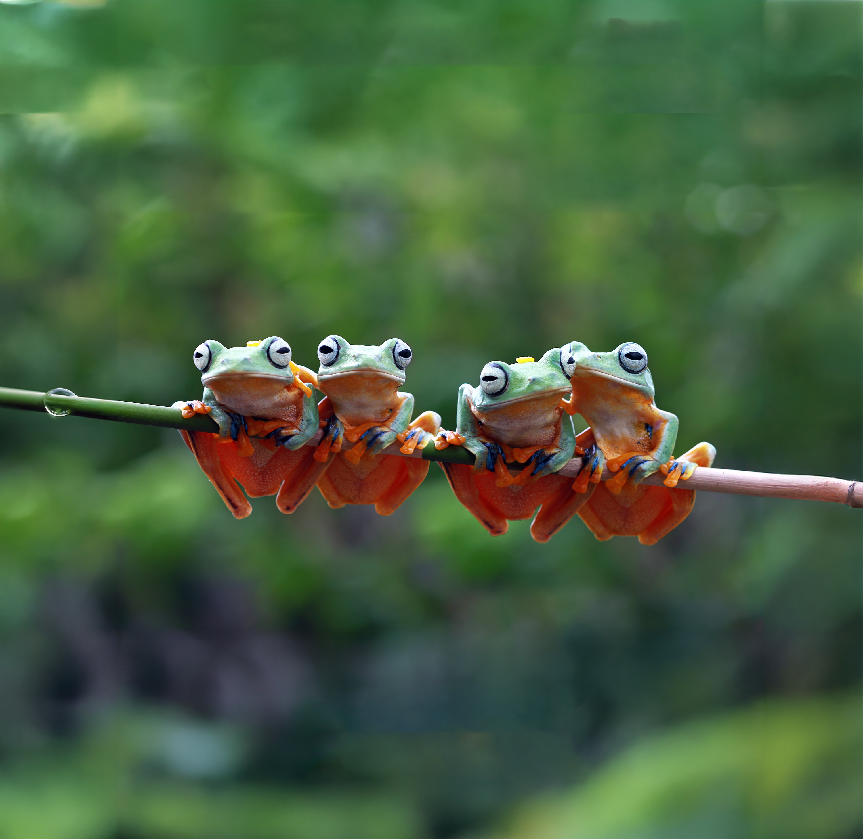 pic_sustainability-4-frogsAdobeStock_254371826_nonwoven-and-textile