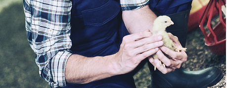 ANDRITZ Feed & Biofuel