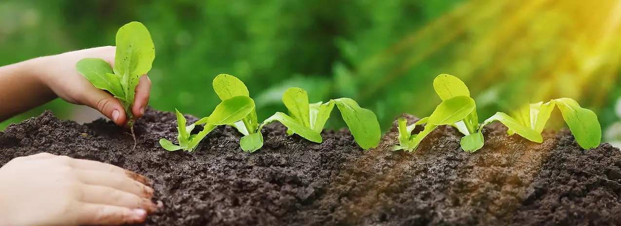 Agrochemicals and Fertilizers