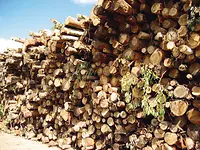 pp-pulp-production-woodlogs