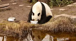 panda_Pandritz-campaign_pulp-and-paper