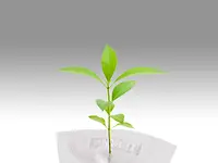 pic_pflanze-aus-vlies_nonwoven-and-textile