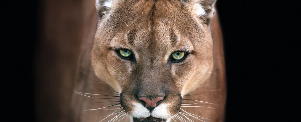 GOING FULL CIRCLE Sulfuric Acid Production for Puma I and II