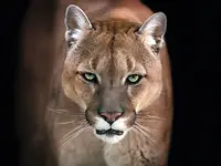 spectrum42_puma-wsa_cover