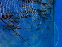 fb_fish in the net-crop