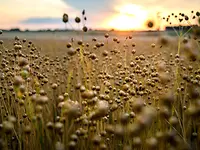 key-visual_bast-fiber-technology-2024_nonwoven-and-textile