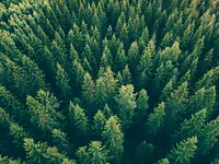 Aerial top view of summer green trees in forest in rural Finland