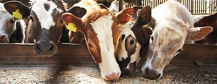 Solutions for the feed industry